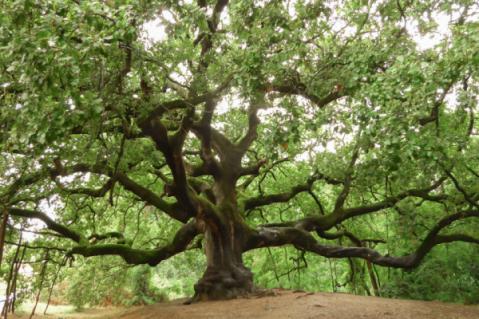 Illustration de l'article Plan local d’urbanisme (PLU) = protecteur des arbres ?