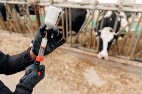 Illustration de l'article Dermatose nodulaire : nouvelle restriction de mouvements pour les animaux non-vaccinés