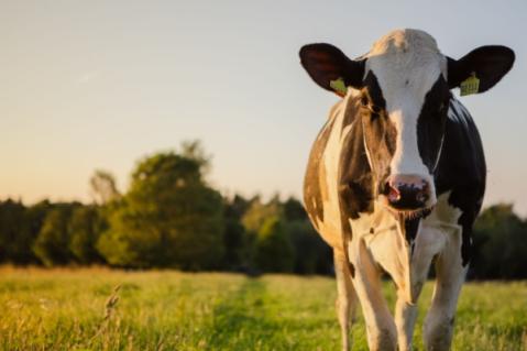 Illustration de l'article Agriculture : le point sur les mesures d’aide
