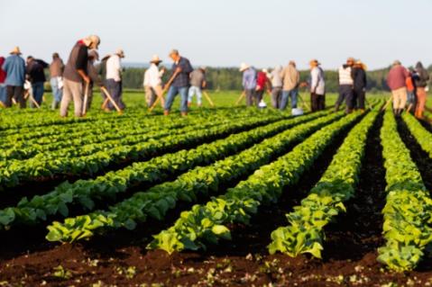 Illustration de l'article Employeurs agricoles : actualisation de l’exonération TO DE