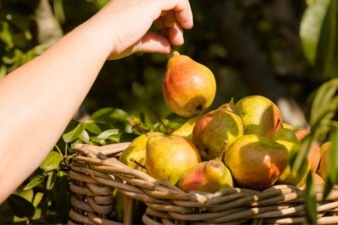 Illustration de l'article Aides couplées végétales : montants connus pour 2023