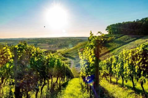 Illustration de l'article Viticulture : un sursis pour la déclaration des récoltes