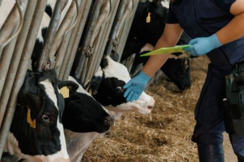Illustration de l'article Dermatose nodulaire : des restrictions renforcées