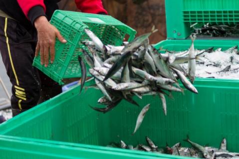 Illustration de l'article Secteur de la pêche : évolution des critères des demandes d’antériorités