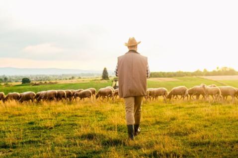 Illustration de l'article Tuberculose : lutter contre sa propagation dans les troupeaux