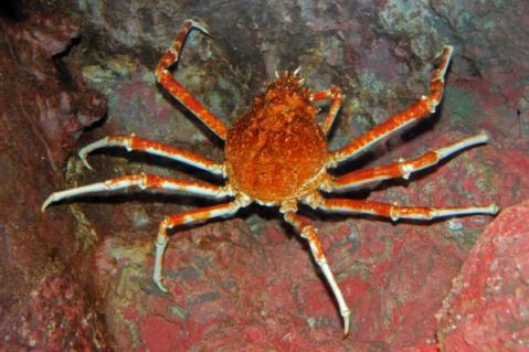 Illustration de l'article Mytiliculteurs : faire face aux araignées de mer…