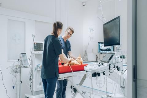 Illustration de l'article Vétérinaires : une délégation possible pour certains actes