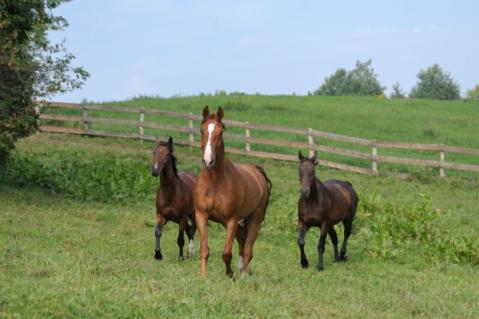 Illustration de l'article Gardiennage de chevaux : quelle fiscalité appliquer ?
