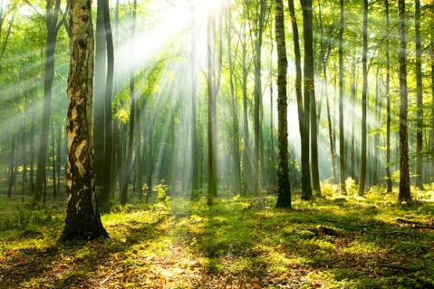 Illustration de l'article Investissement forestier : un nouveau crédit d’impôt