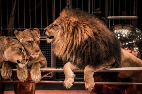 Illustration de l'article Interdiction des spectacles itinérants avec des animaux non domestiques : des aides possibles