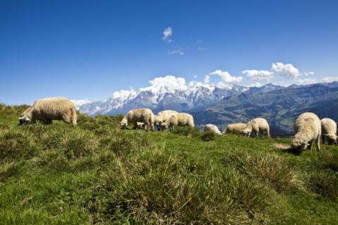 Illustration de l'article Aides contre la prédation : un calendrier à ne pas manquer