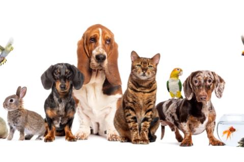 Illustration de l'article Bien-être animal : une réglementation détaillée