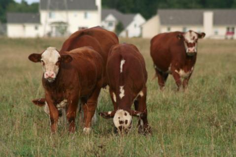 Illustration de l'article PLU et zonage agricole : vers la création d’un ordre de priorité ?