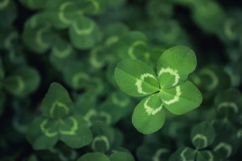 Illustration de l'article Joaillerie : le trèfle à quatre feuilles victime d’un parasit(isme) ?