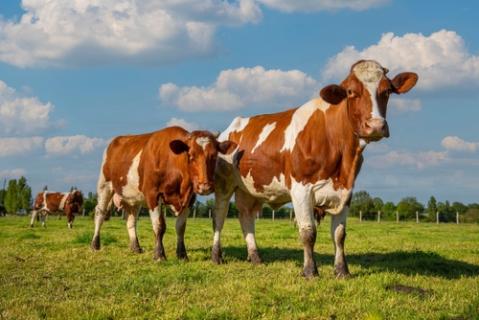 Illustration de l'article Aides agricoles : précisions à propos de l’aide aux bovins