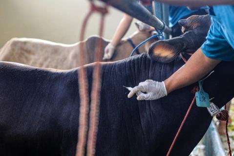 Illustration de l'article Agriculture : le point sur les épidémies