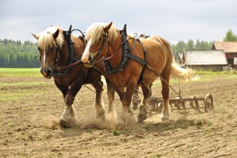 Illustration de l'article Transition écologique : tous à cheval ?