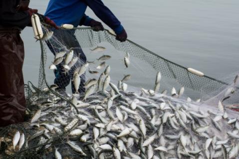 Illustration de l'article TVA à taux réduit : même pour les poissons d’empoissonnement ?