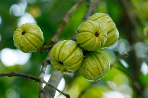 Illustration de l'article Garcinia cambogia : interdiction temporaire