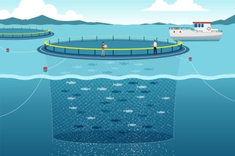 Illustration de l'article Pisciculture marine et concession d’exploitation : des critères à connaître