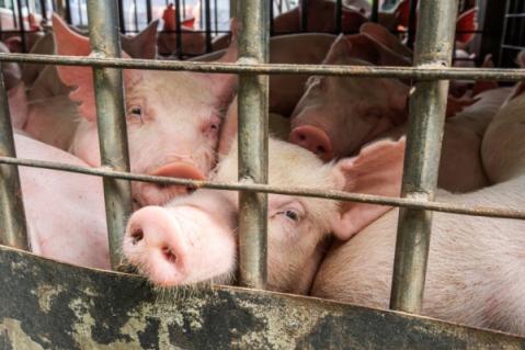 Illustration de l'article Abattoirs et protection de l’environnement : quelles modalités ?