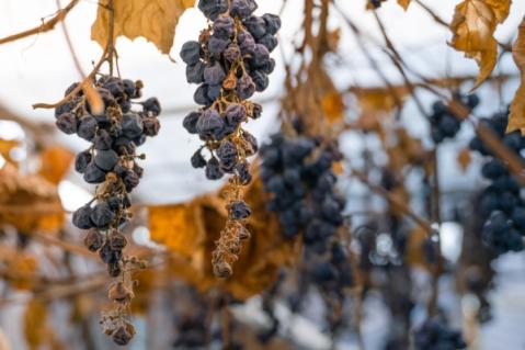 Illustration de l'article Vignes en friche : une sanction pour protéger les cultures