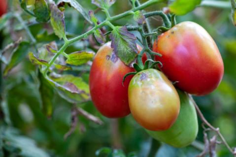 Illustration de l'article Virus de la tomate : un renforcement des mesures de protection