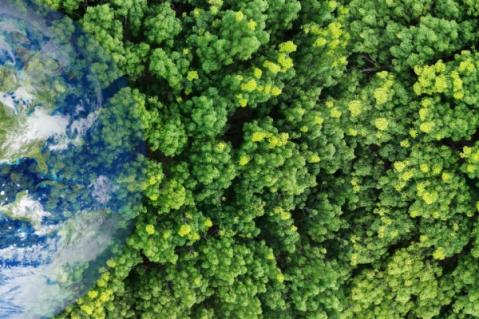 Illustration de l'article Renouvellement forestier : comment toucher les aides ?