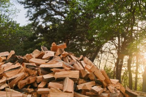 Illustration de l'article TVA pour le bois de chauffage : une forêt dense !