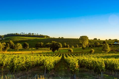 Illustration de l'article Crise de la filière vitivinicole : l’État propose des solutions
