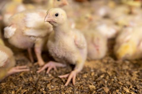 Illustration de l'article Traçabilité des volailles et oiseaux : évolution des obligations déclaratives