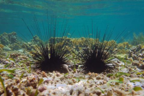 Illustration de l'article Oursins en mer méditerranée : un problème de raréfaction…
