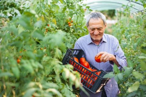 Illustration de l'article Retraite des non-salariés agricole : alignement sur le régime général