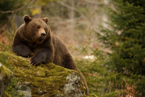 Illustration de l'article Effarouchement des ours bruns dans les Pyrénées : quelles règles ?