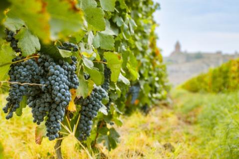 Illustration de l'article Secteur viticole : quelques nouveautés à connaître