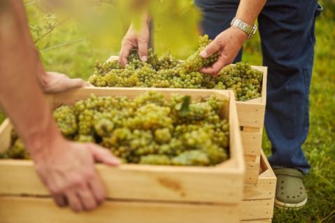 Illustration de l'article Secteur du vin : que pense l’Autorité de la concurrence de l’instauration de bornes de prix de vente ?