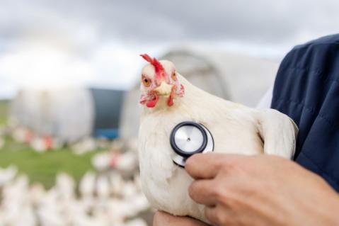 Illustration de l'article Grippe aviaire : un trou dans la trésorerie ?