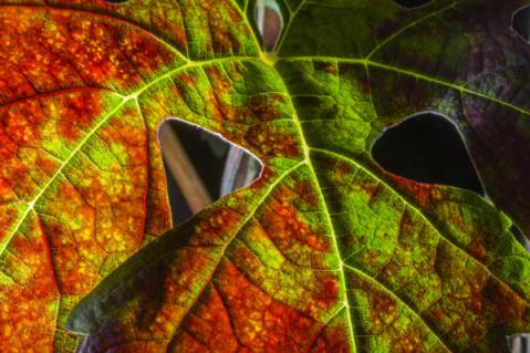 Illustration de l'article Flavescence dorée : le Gouvernement met en place une aide pour les viticulteurs