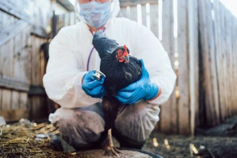 Illustration de l'article Grippe aviaire : une amélioration pour le printemps 2025 !