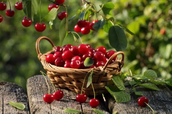 Illustration de l'article Cerises : pas de phosmet en France ?