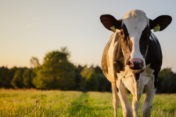Illustration de l'article Agriculture : le point sur les mesures d’aide