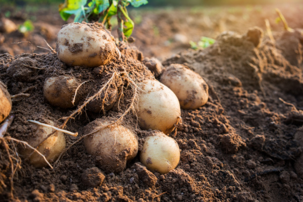 Illustration de l'article Filière de la pomme de terre : un soutien financier