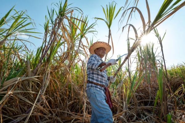 Illustration de l'article Canne à sucre : quelle enveloppe d’aides pour les récoltes 2025 ?