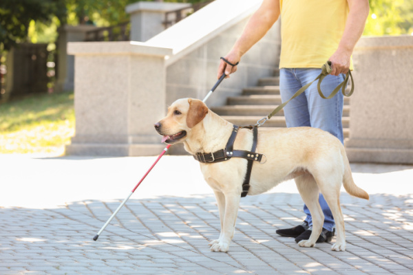 Illustration de l'article Taxis : pouvez-vous refuser d’effectuer une course lorsque votre client est accompagné d’un chien-guide ?