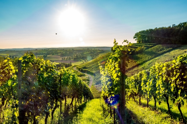 Illustration de l'article Viticulture : un sursis pour la déclaration des récoltes