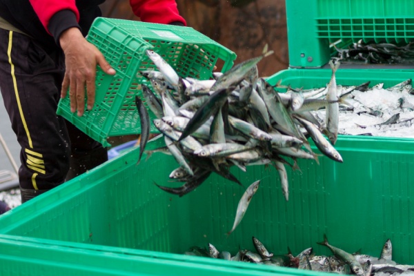 Illustration de l'article Secteur de la pêche : évolution des critères des demandes d’antériorités