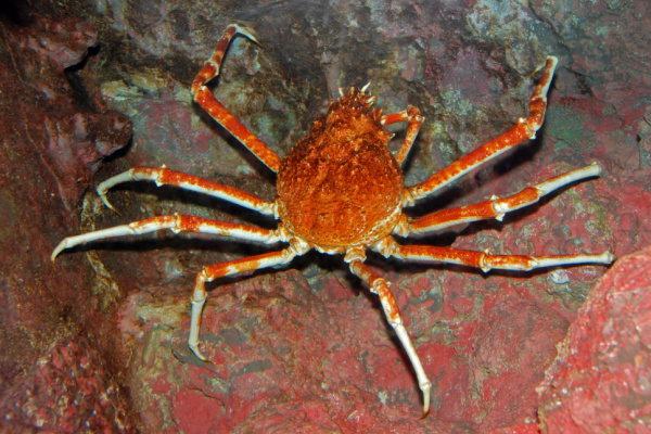 Illustration de l'article Mytiliculteurs : faire face aux araignées de mer…