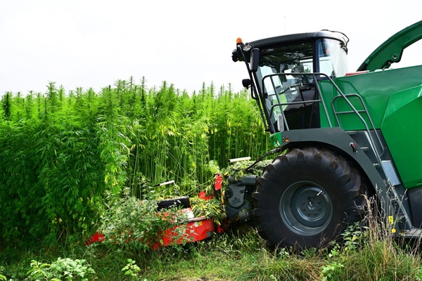 Illustration de l'article Agriculture : éligibilité des cultures de chanvre à la PAC