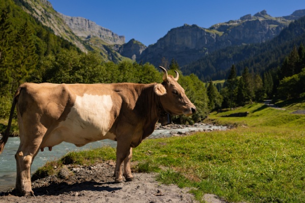 Illustration de l'article Élevage bovin en Corse : un report de l’obligation d’identification