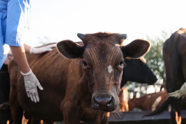 Illustration de l'article MHE : prolongation pour la distribution des vaccins